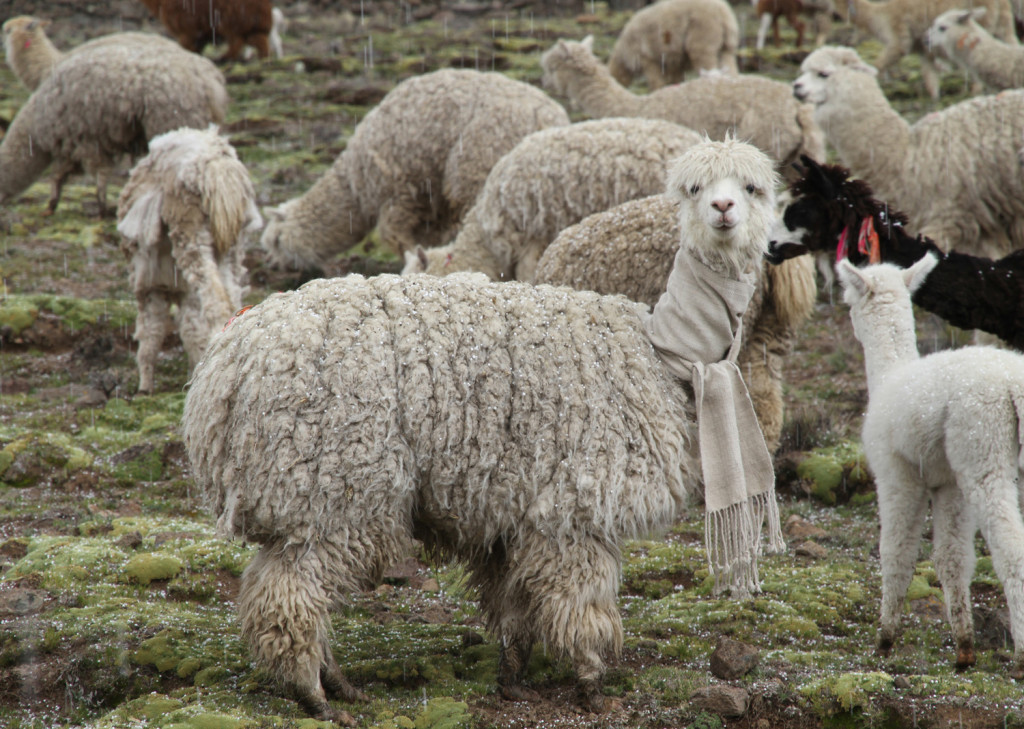 『Weaving a woolen scarf for the alpaca I sheared using its own wool』Shiro MASUYAMA／2014-1月／プーノ、ペルー／映像作品：45分