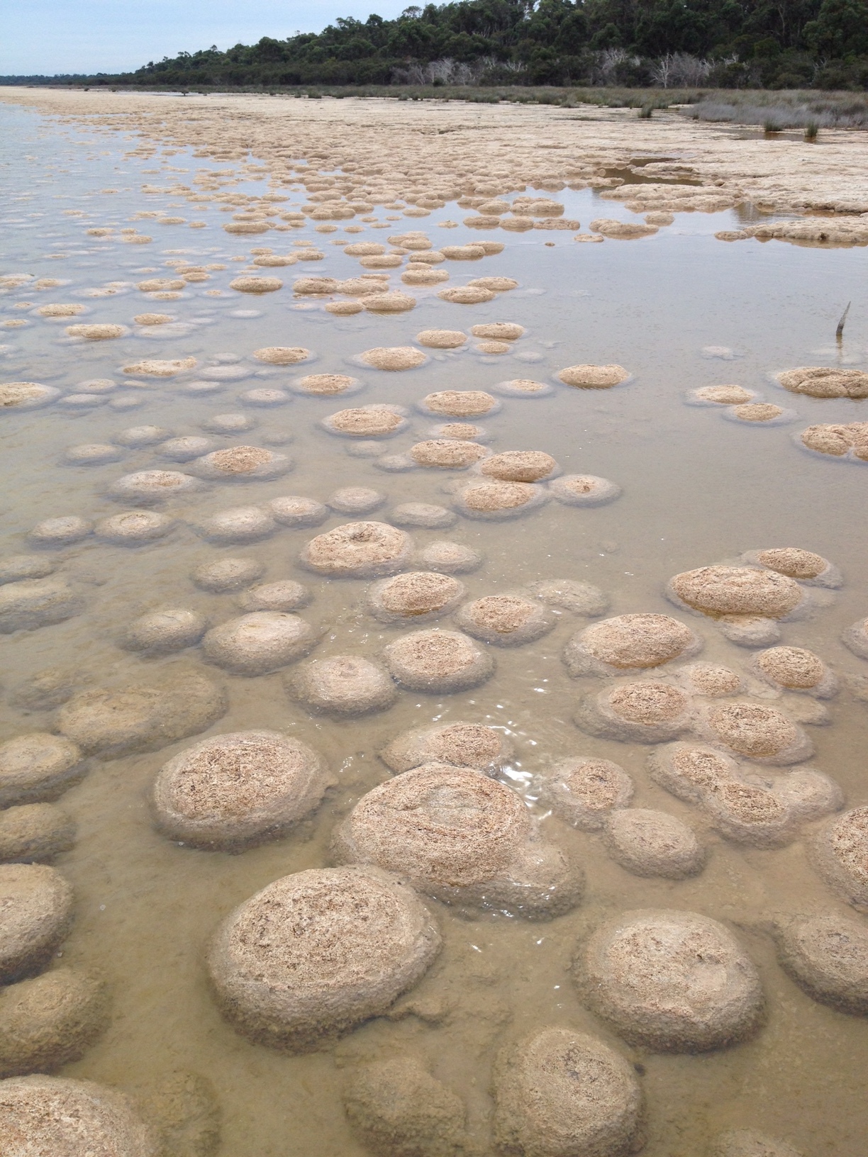 西オーストラリア