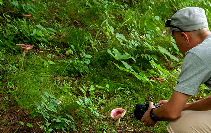 キノコを撮影する清水さん